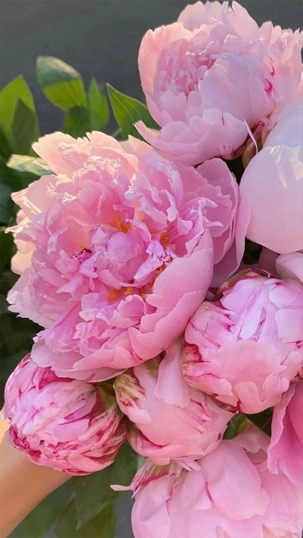 букет розовых пионов