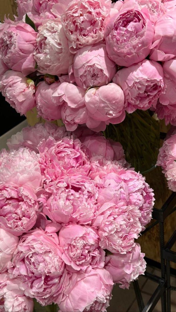 пионовидная роза пиони пинк