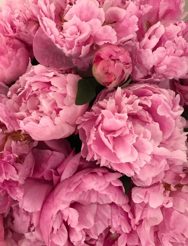 цветок пион