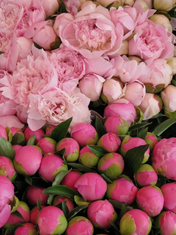 пиони пинк peony pink