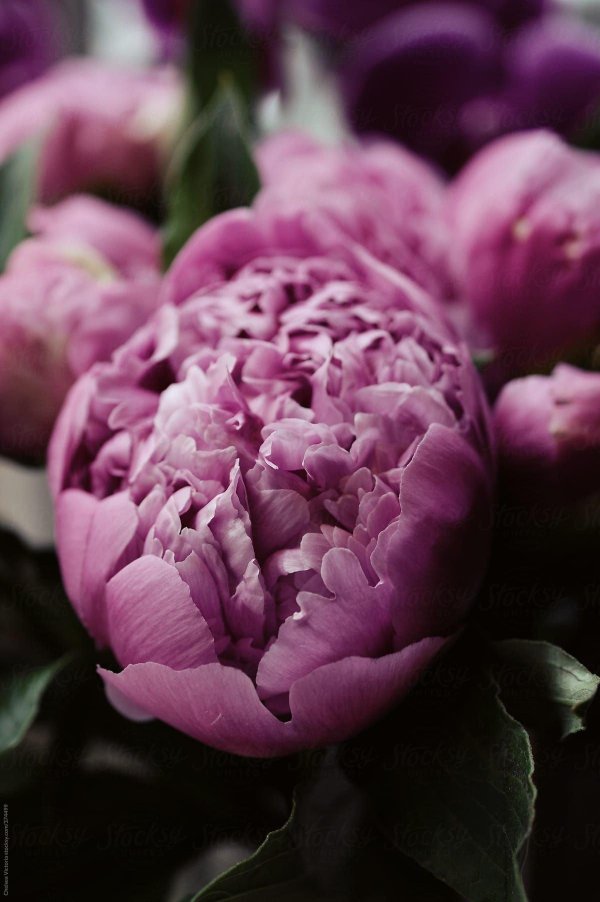 пурпл пиони