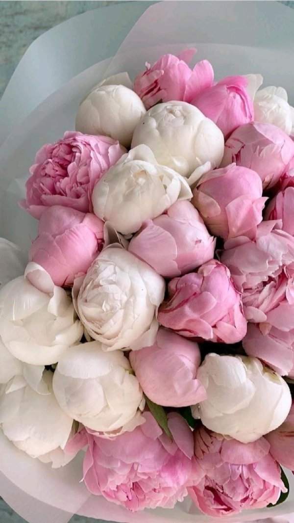 красивые букеты пионов