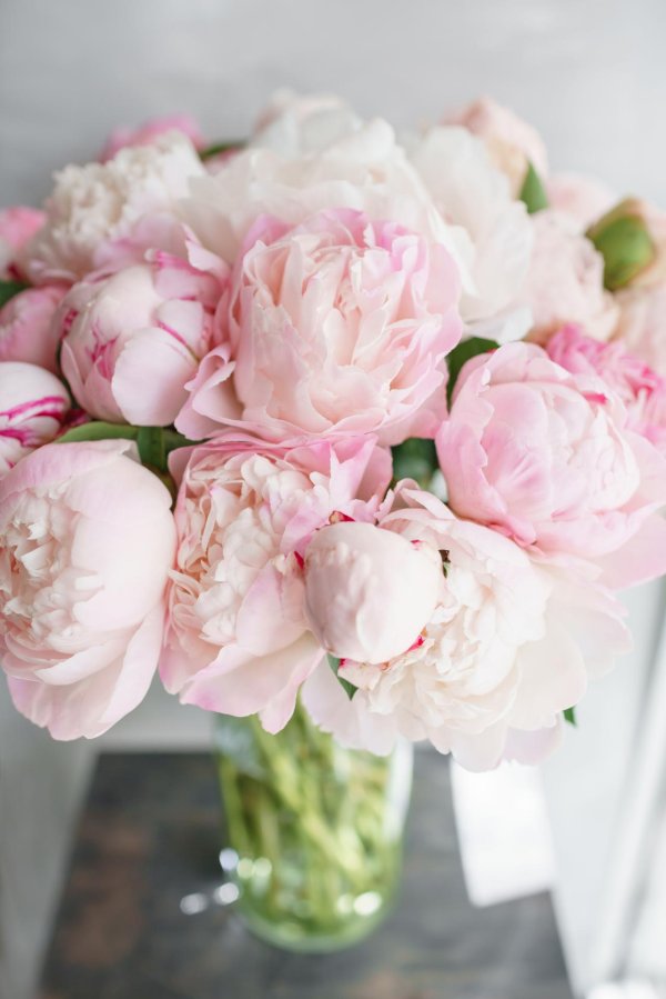 гисслер пионы