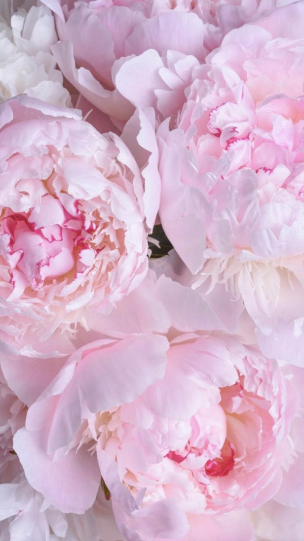 пиони пинк peony pink