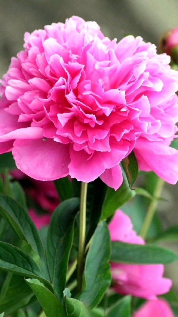 пион травянистый