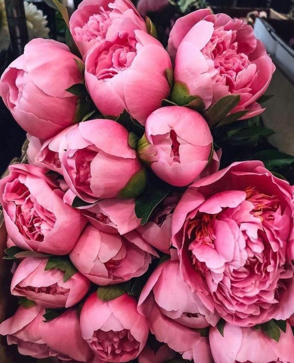 цветок пион