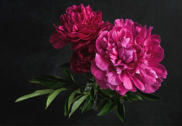 пион бархат ночи