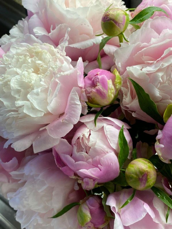 пион одилия