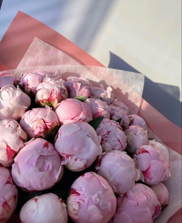 букет 9 пионов сара бернар