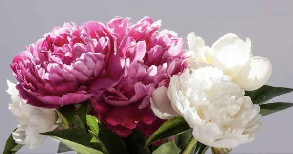 открытка с пионами