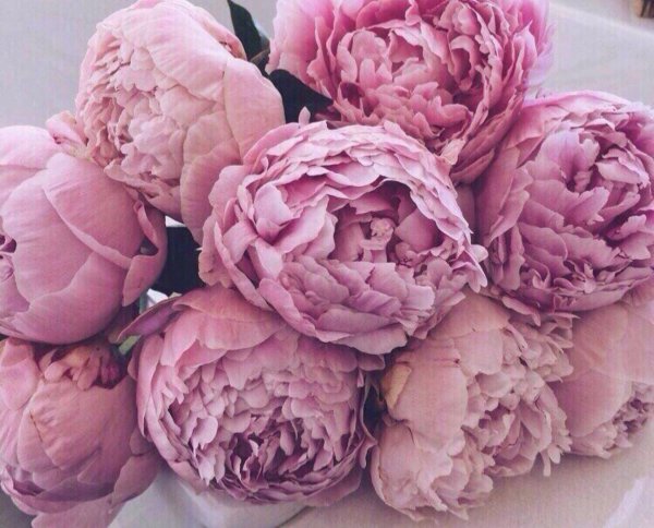 букет розовых пионов