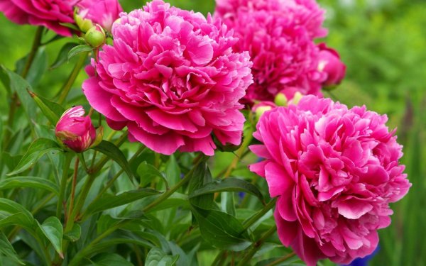 пион травянистый