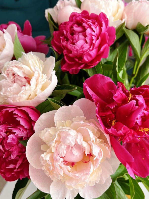 цветы монсо