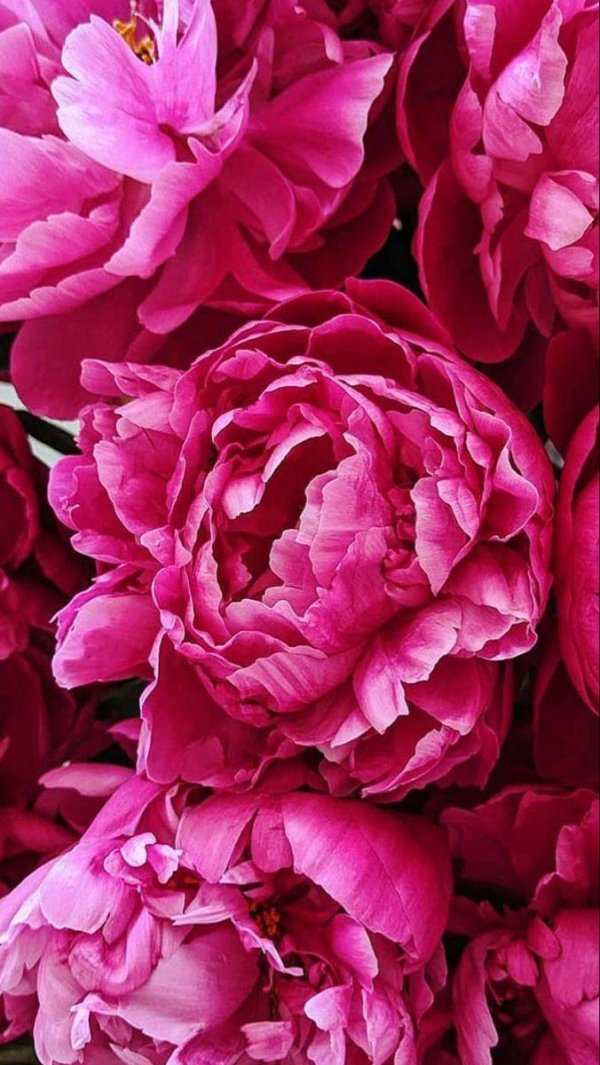 пиона цветок