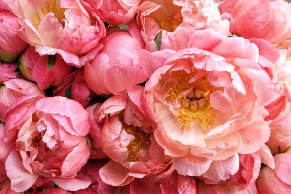 пион коралловый шарм