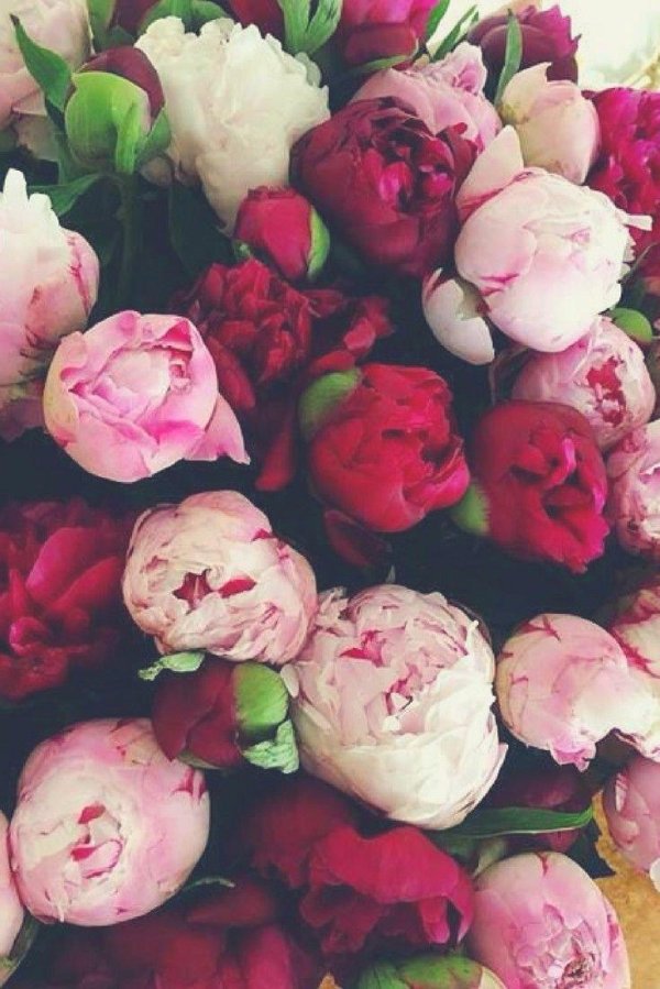 много пионов