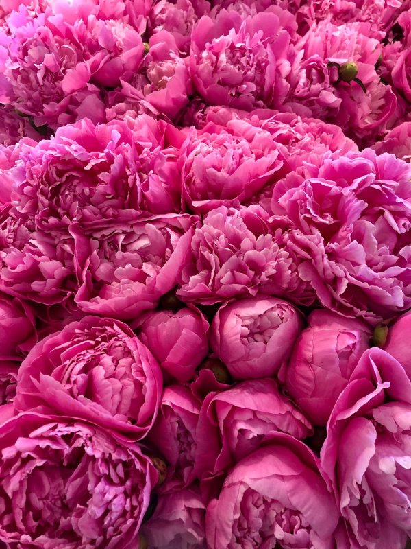 пиони пинк peony pink