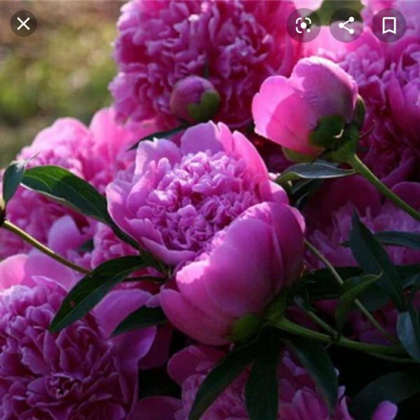 цветок пион