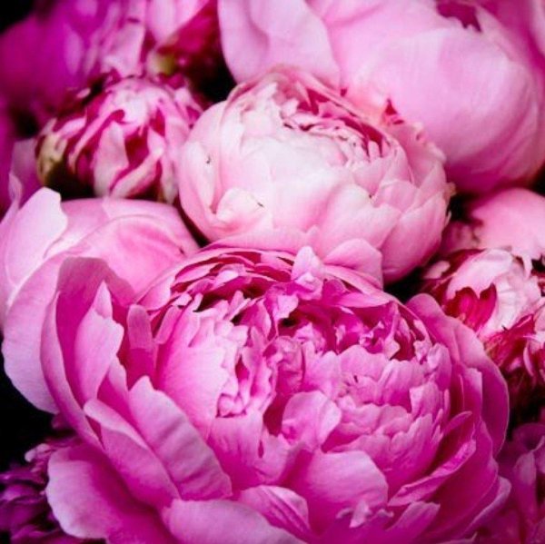 пион love affair