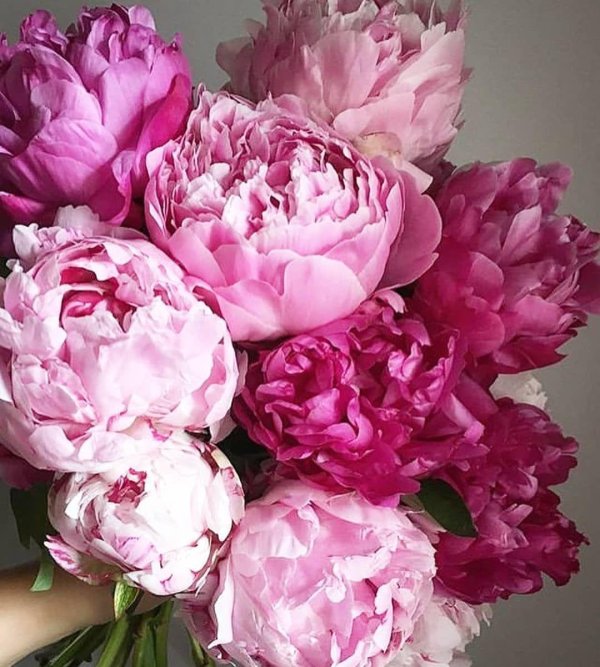 букет розовых пионов