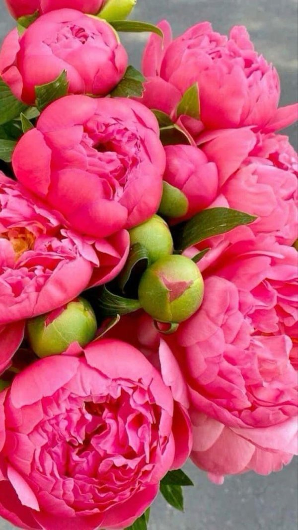 пион коралловый