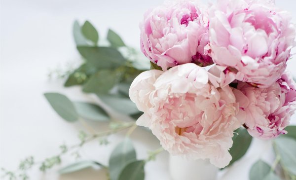 нежные пионы