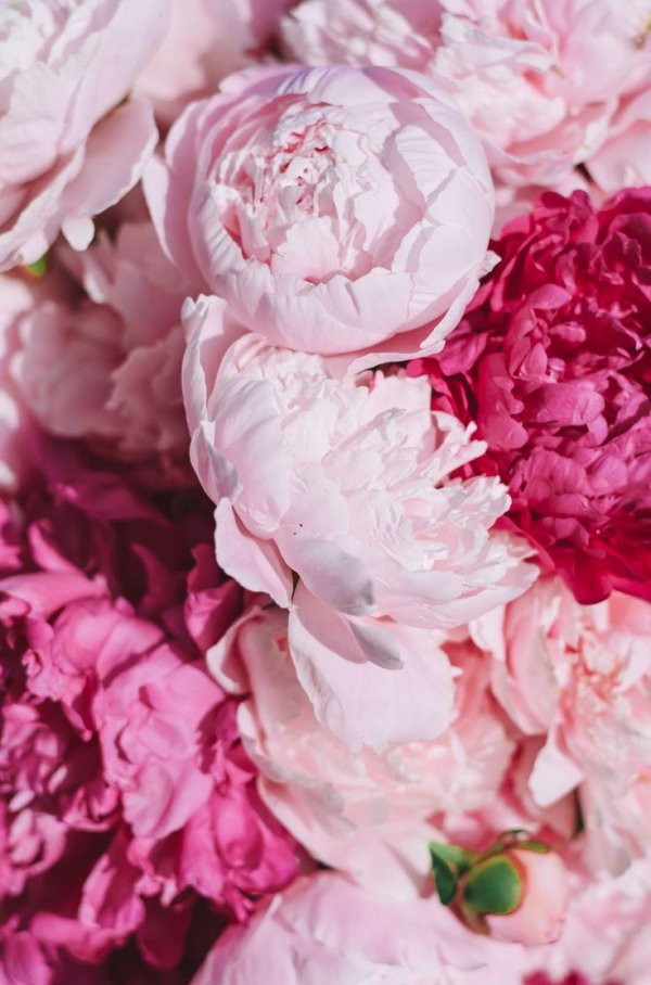 фон с пионами