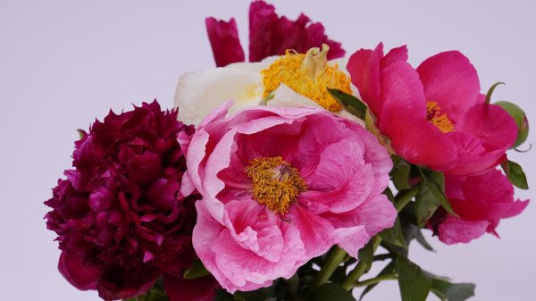 пиона букет