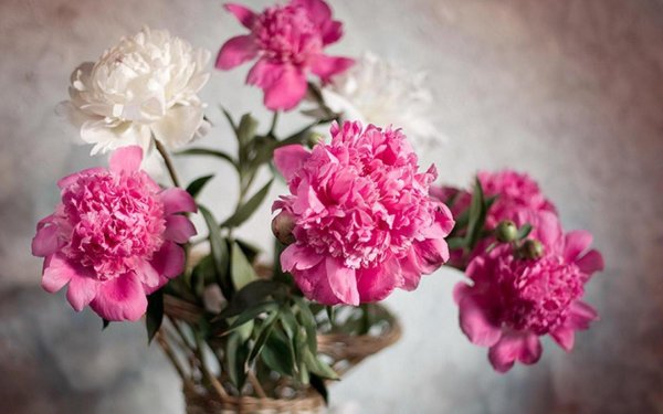 натюрморт с пионами