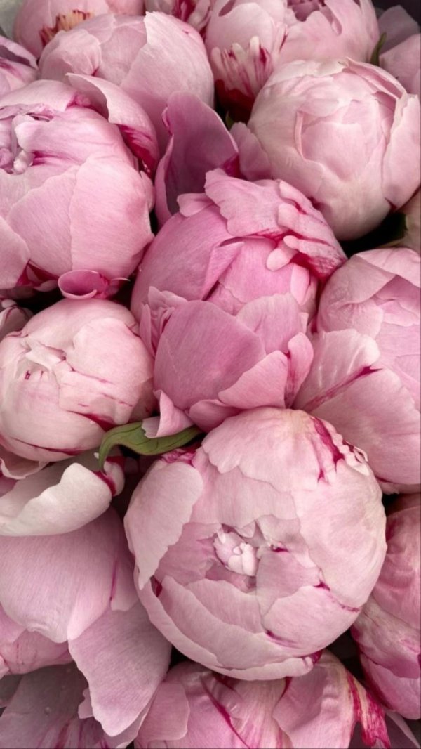 пион сара бернар