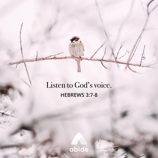 воробей птица