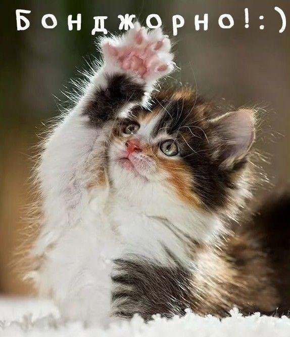 котенок мейн кун