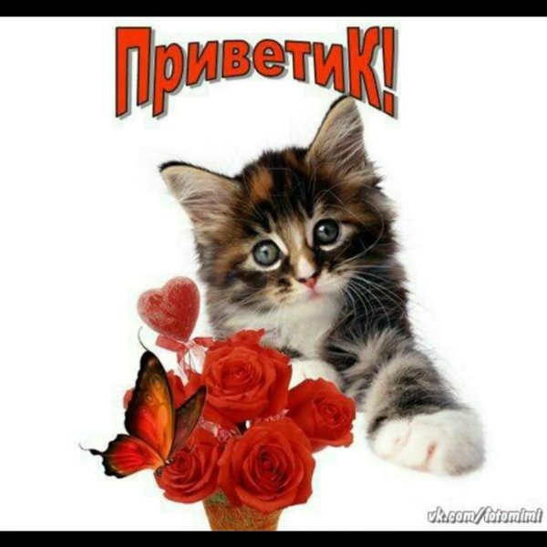приветик красавица