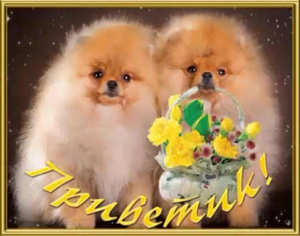 шпиц померанский