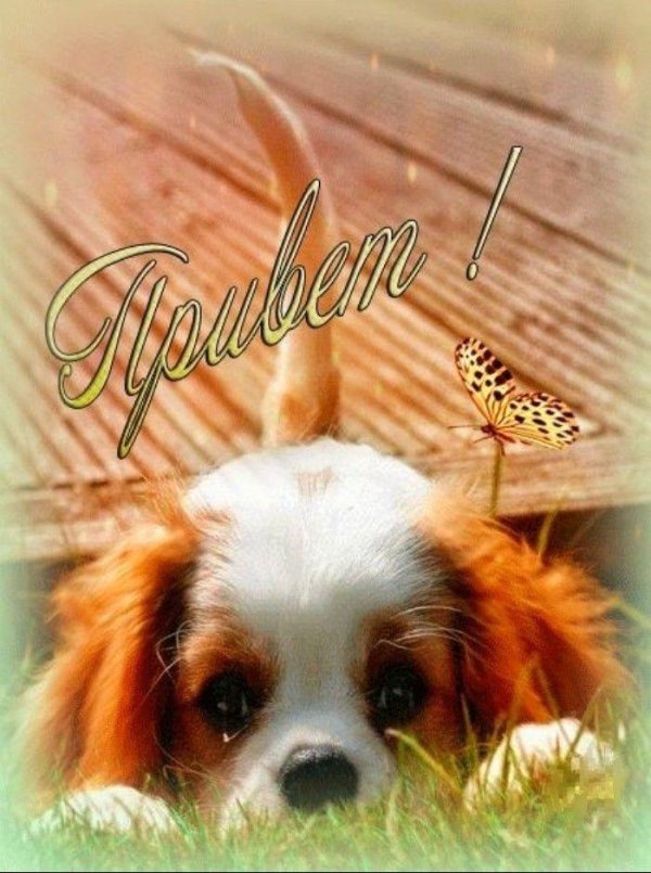 кинг чарльз спаниель