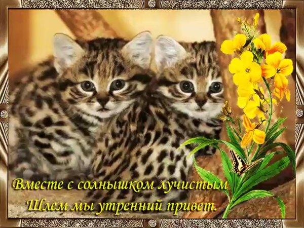 бенгальская кошка