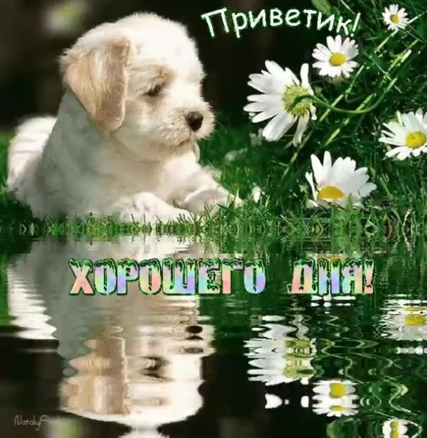 приветик хорошего дня