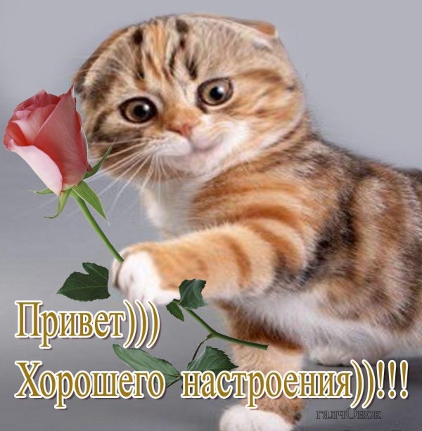 шотландская вислоухая кошка