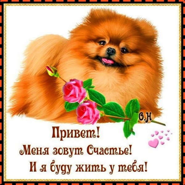 шпиц померанский