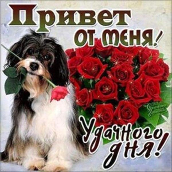 собачка с цветами