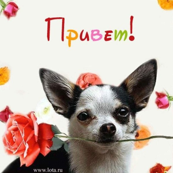 чихуахуа арчи