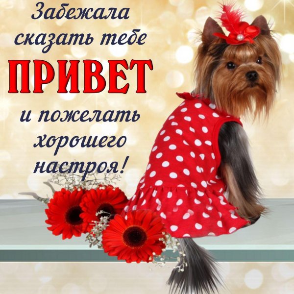 йоркширский терьер