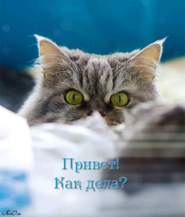 красивая кошка