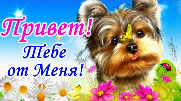 тебе привет