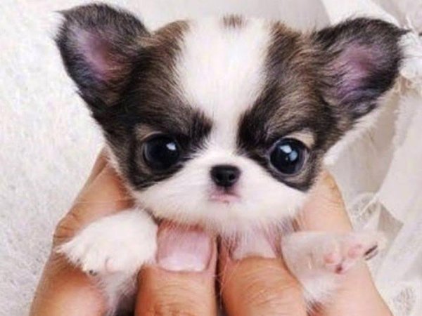 мини чихуахуа