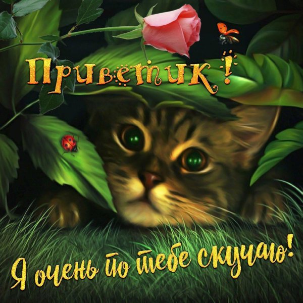 котики открытка