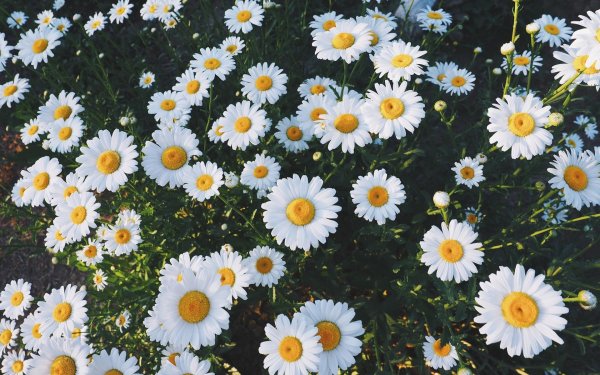 нивяник обыкновенный