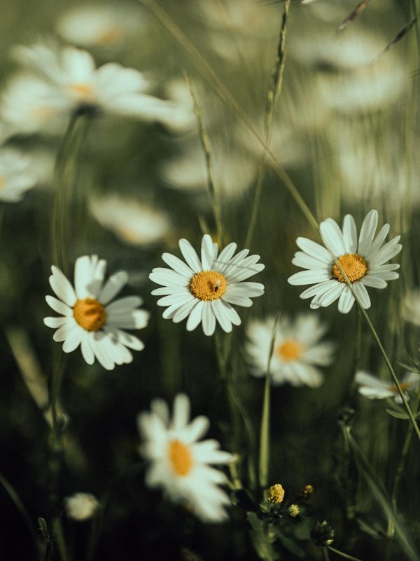 полевой цветок