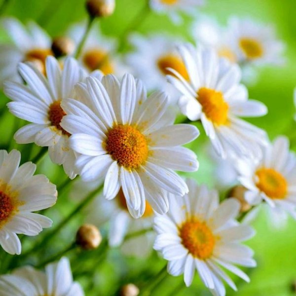 алмазная мозаика ромашки