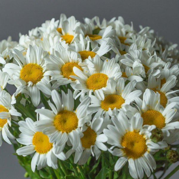 букет ромашек